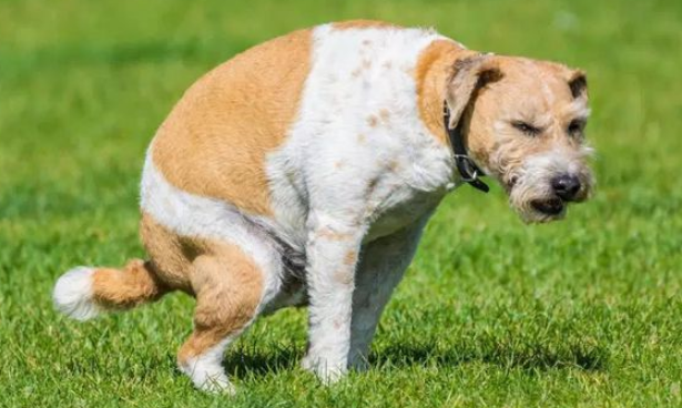 一天三次大便正常吗