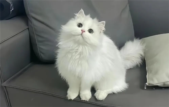 猫咪品种大揭秘:不同猫咪的特点与魅力 猫咪品种大揭秘:不同猫咪的特点与魅力