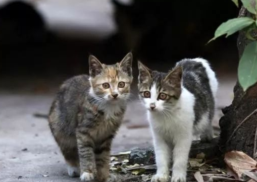 流浪猫的真实生活,为了小猫安全,猫妈妈愿意付出任何代价_宠界新闻
