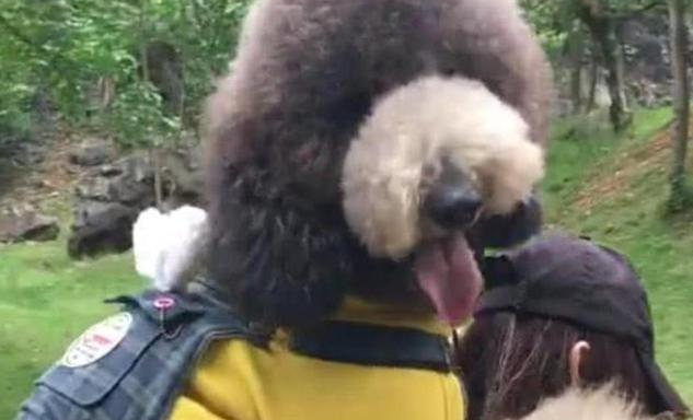 媳妇做梦都想养巨贵,给她看了几张照片之后,终于觉悟了 媳妇做梦都想养巨贵,给她看了几张照片之后,终于觉悟了