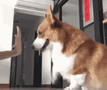 萌宠出没|小短腿的威尔士柯基也能当警犬?! 萌宠出没|小短腿的威尔士柯基也能当警犬?!