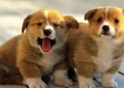 牵尼贝尔:家养宠物犬是该先驱虫还是打疫苗? 牵尼贝尔:家养宠物犬是该先驱虫还是打疫苗?