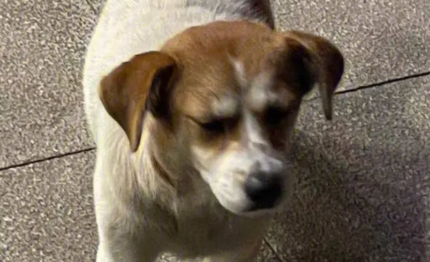 文明养犬,也要文明治犬