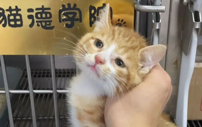本喵叫兔兔猫条牌子