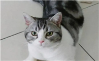 美国短尾猫有什么品种