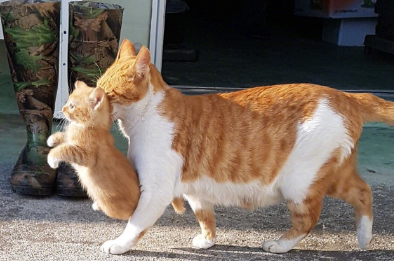 主人摸了小猫,大猫会不会咬死