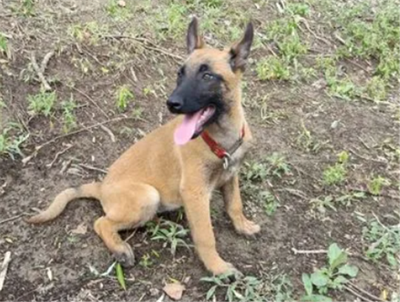 我想买马犬哪里有
