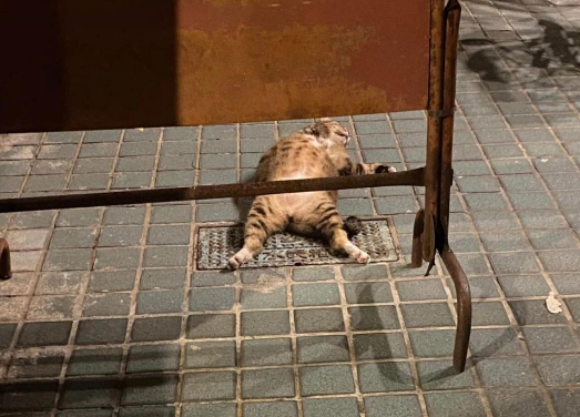 网友远看发现有只流浪猫瘫坐在地,担心的走近却吐槽过得比我好! 网友远看发现有只流浪猫瘫坐在地,担心的走近却吐槽过得比我好!