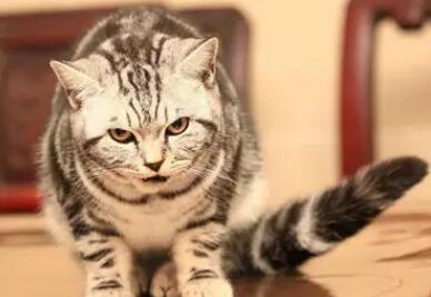 为什么说养虎斑猫不吉利