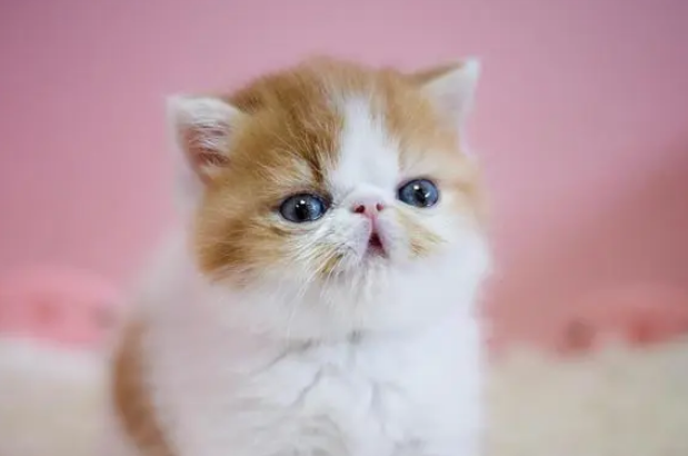 加菲猫什么颜色好看