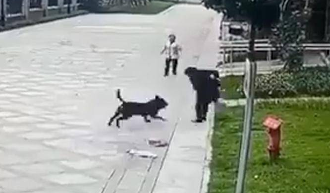 被狗咬伤女童已出院；深圳拟修订烈性犬名单，新增19个品种！