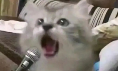 养猫久了才明白，猫咪突然满屋子“疯跑”，是在给你信号