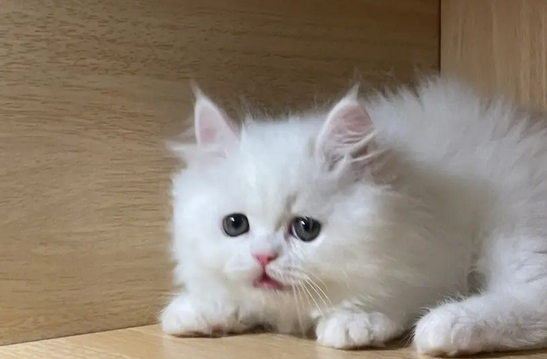 栀子花对猫有毒吗 栀子花对猫有毒吗