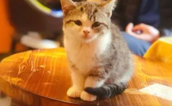 猫咖是什么 猫咖是什么