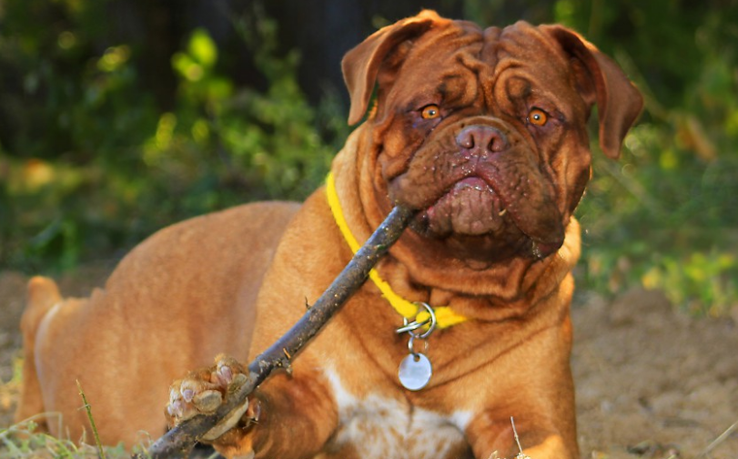 波尔多犬怎么养 是一种食肉性的犬种 波尔多犬怎么养 是一种食肉性的犬种