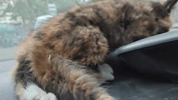 残疾后被抛弃的流浪猫,虽然遇到了好心人,可它依然还是那么胆小 残疾后被抛弃的流浪猫,虽然遇到了好心人,可它依然还是那么胆小