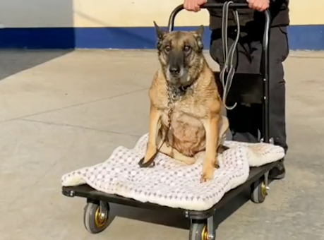 瘫痪警犬退役后,后辈分享食物还帮忙推小车晒太阳,战友情啊! 瘫痪警犬退役后,后辈分享食物还帮忙推小车晒太阳,战友情啊!