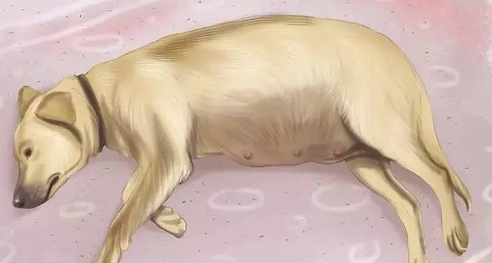 怎么知道狗狗怀孕了没有
