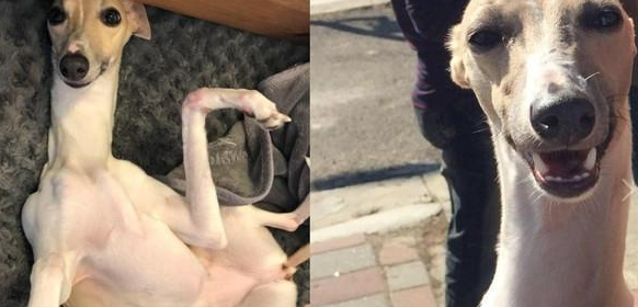 遛狗常被误会虐待,主人无奈解释N遍:它是惠比特犬啦! 遛狗常被误会虐待,主人无奈解释N遍:它是惠比特犬啦!