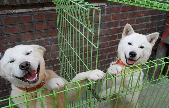 丰山犬:虽然也是土狗,可人家享受“国犬”待遇,根本就买不到! 丰山犬:虽然也是土狗,可人家享受“国犬”待遇,根本就买不到!