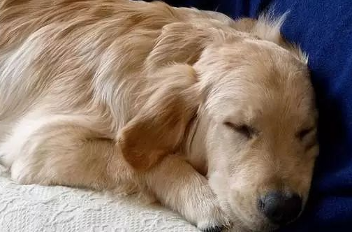 黄金猎犬天天到邻居家午睡...主人塞小纸条感谢揭“可爱真相” 黄金猎犬天天到邻居家午睡...主人塞小纸条感谢揭“可爱真相”