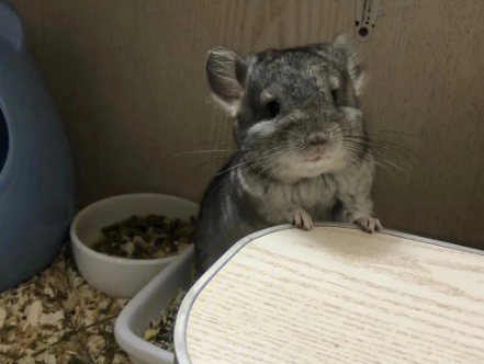 龙猫价格多少钱 龙猫价格多少钱