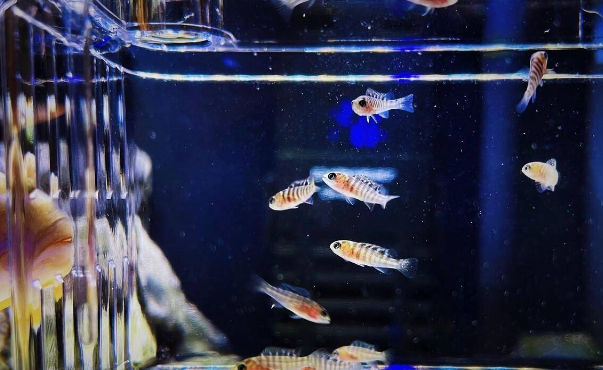 新手养三湖慈鲷有哪些好养 新手养三湖慈鲷有哪些好养