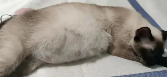 猫咪胎动后多久生产?详解猫咪妊娠期 猫咪胎动后多久生产?详解猫咪妊娠期
