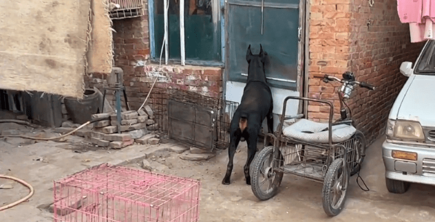 3万买的小狗,10万也不卖,大叔:这可是我们家的看家种犬 3万买的小狗,10万也不卖,大叔:这可是我们家的看家种犬