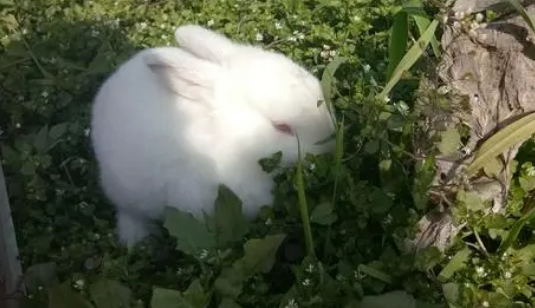 温暖的动物是什么生肖