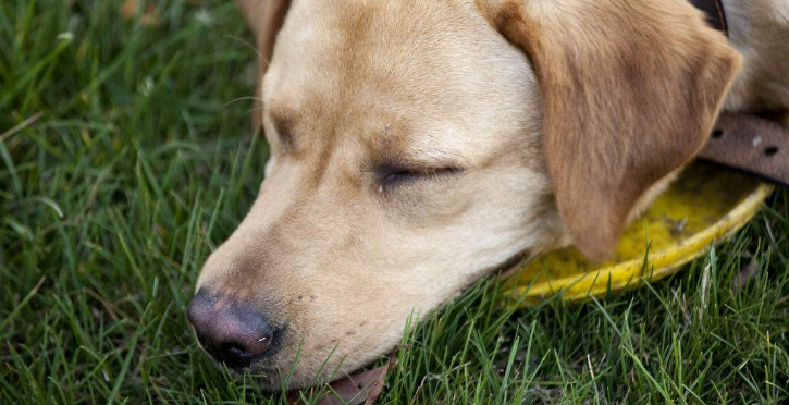 治疗犬瘟热的特效药 治疗犬瘟热的特效药