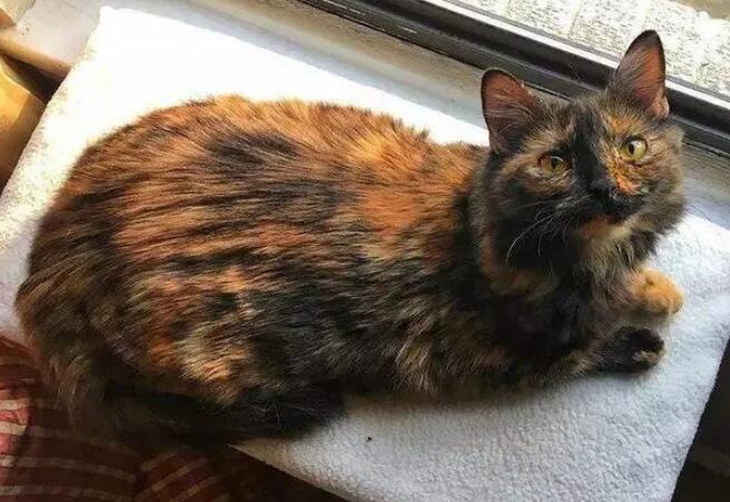 玳瑁猫大多数是母猫吗?