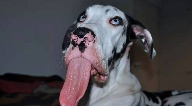 这只大丹犬的表情太丰富，感觉二哈要有危机了