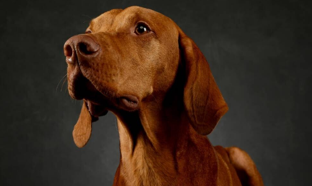 国内极其少见的犬种，智商和体能的完美结合——维兹拉犬！