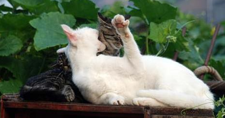 奶奶收养20多只流浪猫,自从来了一位不速之客后,小猫接连失踪 奶奶收养20多只流浪猫,自从来了一位不速之客后,小猫接连失踪