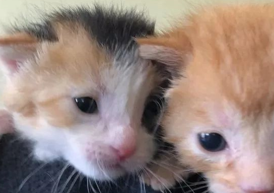 两只小奶猫出生后没多久就被猫妈妈遗弃…… 两只小奶猫出生后没多久就被猫妈妈遗弃……