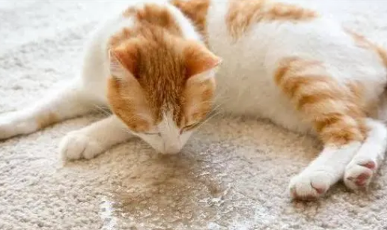 最有效制止猫乱尿的办法 最有效制止猫乱尿的办法