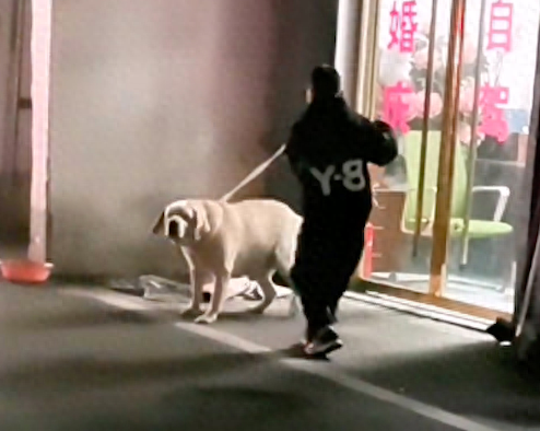 小男孩用绳子抽打店门口的狗狗，它边闪躲还边摇尾巴示好，好心疼