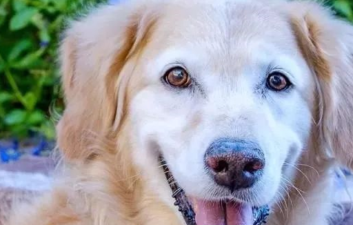 金毛犬身遭大难险些沦为餐桌肉，截肢保命依然相信人类