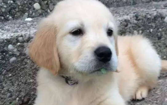 黄金猎犬宝宝因牙齿长歪得戴矫正牙套,当它张开嘴时简直萌翻了 黄金猎犬宝宝因牙齿长歪得戴矫正牙套,当它张开嘴时简直萌翻了