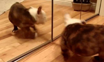 谁说英国斗牛犬不是萌系宠物 英国斗牛犬：你为什么模仿我？