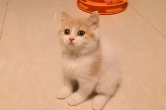 乳白净梵猫是什么品种 乳白净梵猫是什么品种