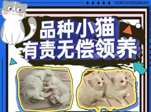 我免费领养的品种猫,只活了9天 我免费领养的品种猫,只活了9天