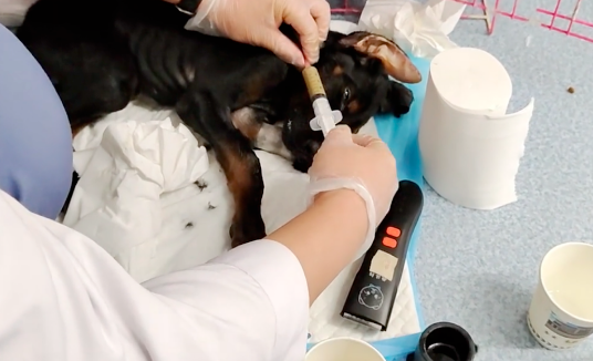 主人给杜宾犬治病,竟然在它肌肉里注射中药 主人给杜宾犬治病,竟然在它肌肉里注射中药