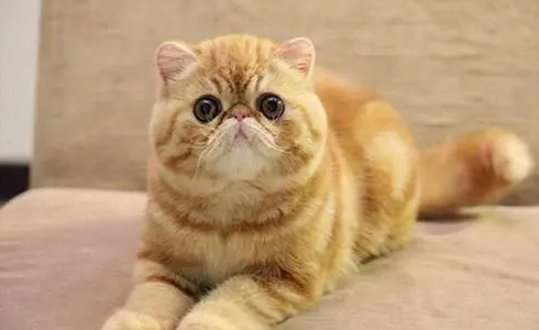 加菲猫最适合吃的猫粮 加菲猫最适合吃的猫粮