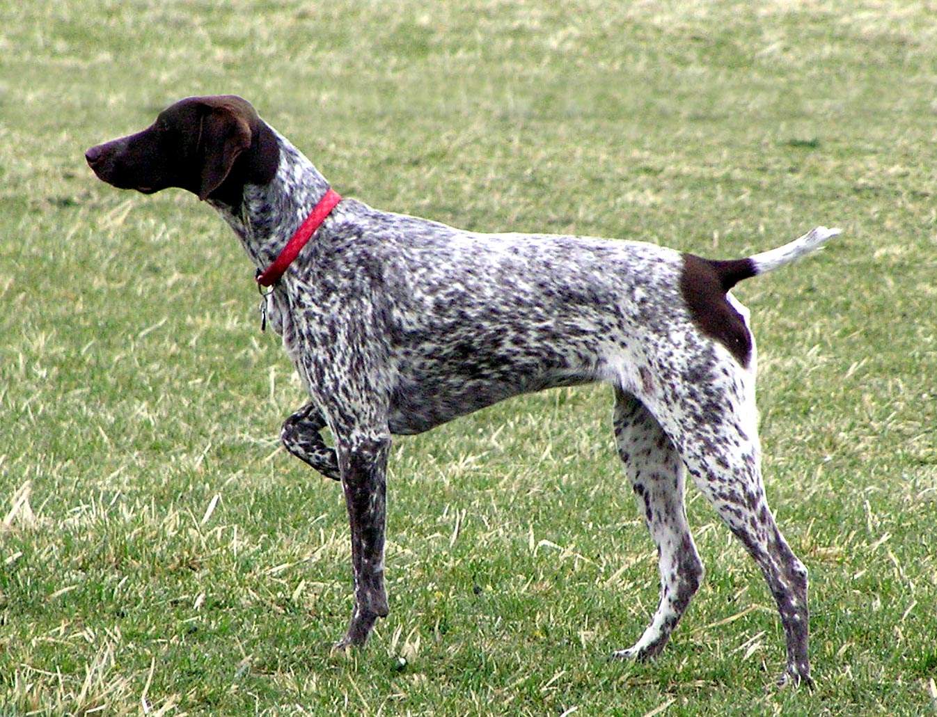 英国最早的指示猎犬—波音达猎犬