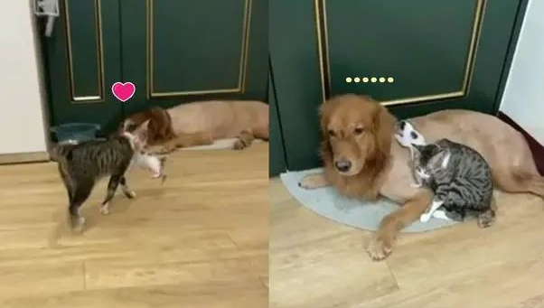 母猫将小奶猫叼给黄金猎犬照顾,网笑:托儿所的概念? 母猫将小奶猫叼给黄金猎犬照顾,网笑:托儿所的概念?