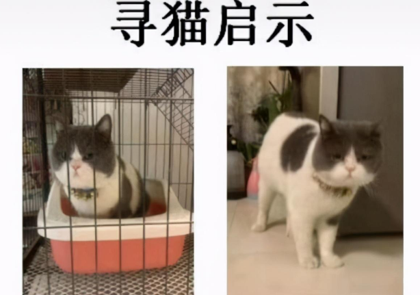 你不要我,我去找你,猫咪3个月跨越10公里,只为找到前主人 你不要我,我去找你,猫咪3个月跨越10公里,只为找到前主人