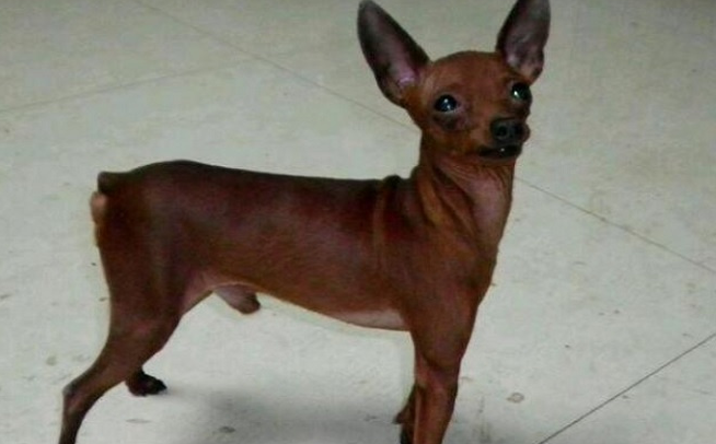 小鹿犬分为哪几种颜色