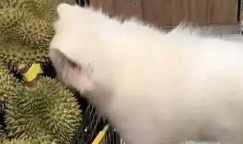 竟然爱吃榴莲?绝对的吃货,极品萨摩耶 竟然爱吃榴莲?绝对的吃货,极品萨摩耶